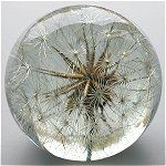 Goatsbeard Lg.