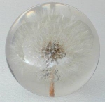 Large Dandelion